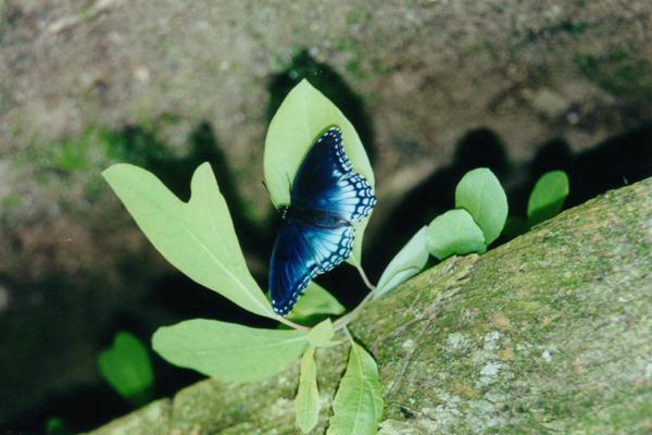 Butterflies