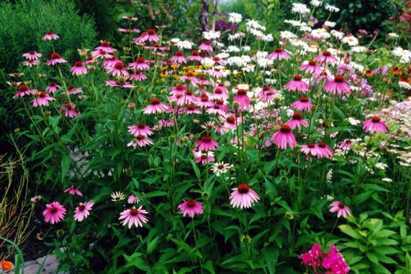 ButterFly Garden