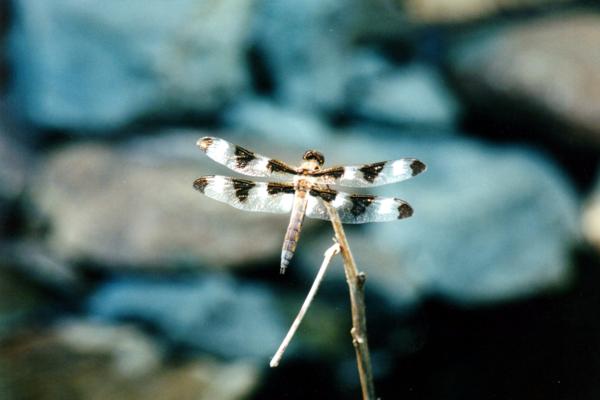 Dragonflies
