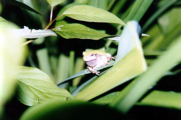 Pond Life